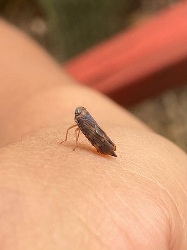 Coppery Leafhopper
