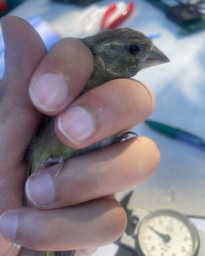 European Greenfinch