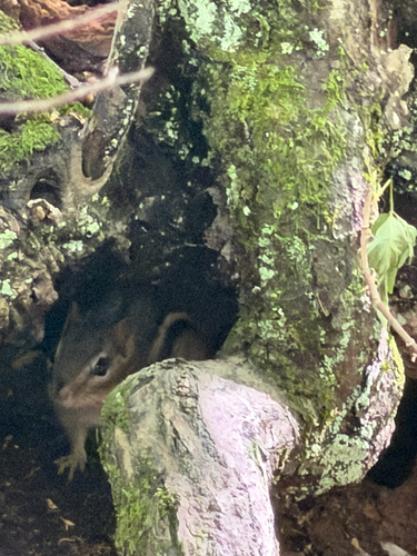 Eastern Chipmunk