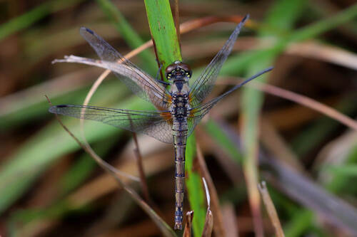 Black Meadowhawk