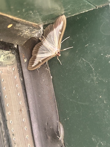 Box Tree Moth