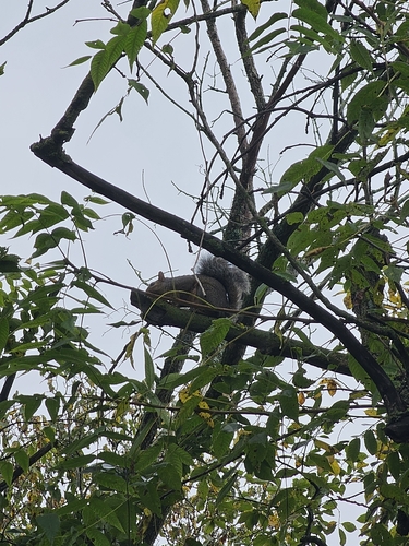 Eastern Gray Squirrel
