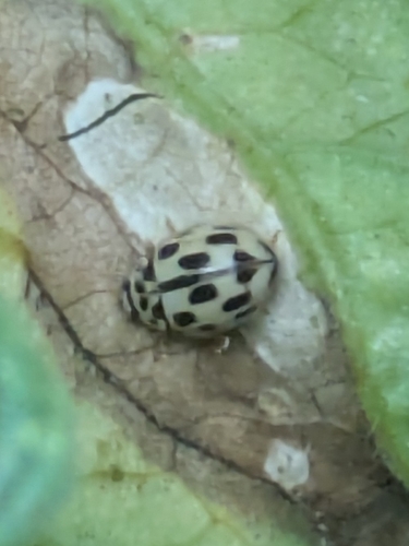 Fourteen-spotted Lady Beetle