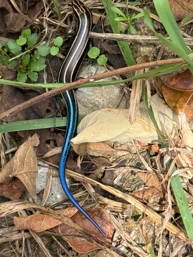 Common Five-lined Skink