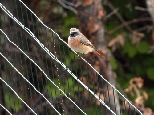 Common Redstart
