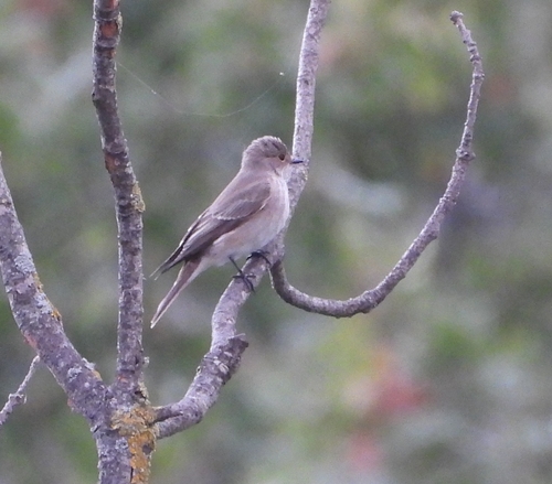 Spotted Flycatcher