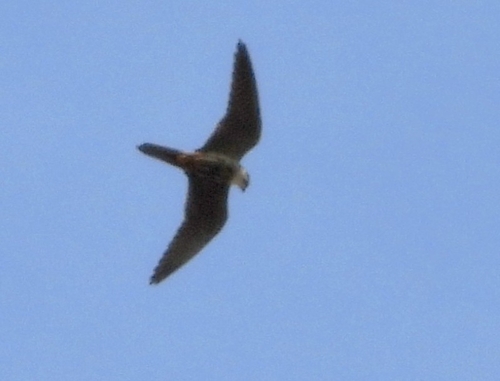 Eurasian Hobby