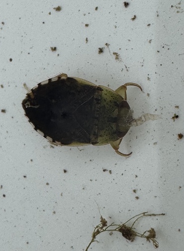 Pelocoris femoratus
