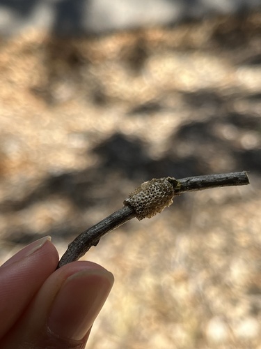 iNaturalist observation photo of Arthropods