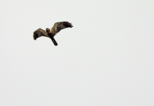 Western Marsh Harrier