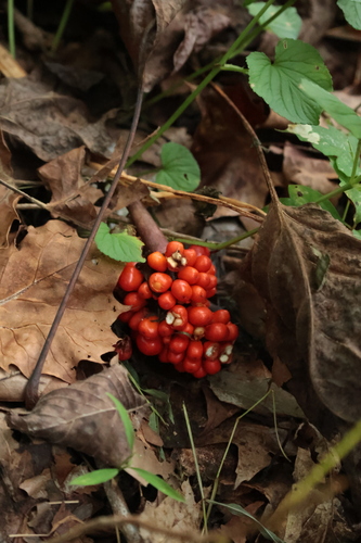 Jack-in-the-Pulpit