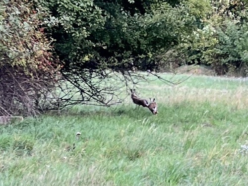 Brown Hare