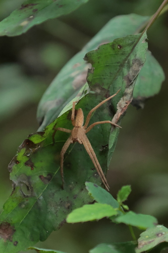 American Nursery Web Spider