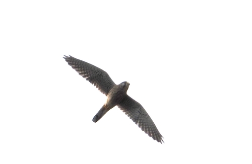 Eurasian Kestrel