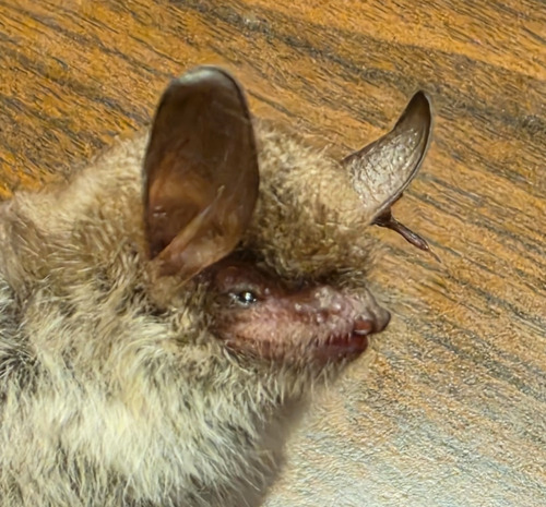 Natterer's Bat