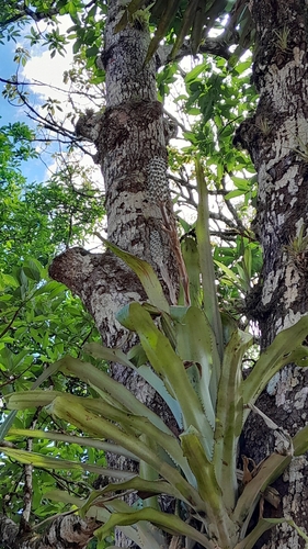 Aechmea bromeliifolia