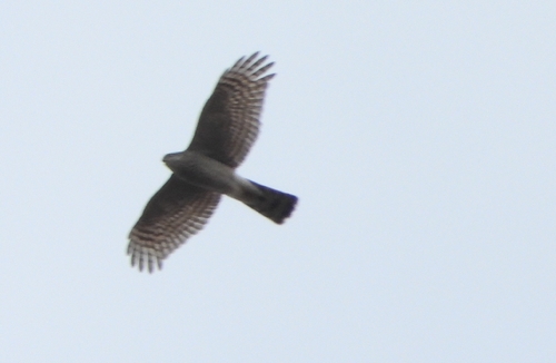 Eurasian Sparrowhawk