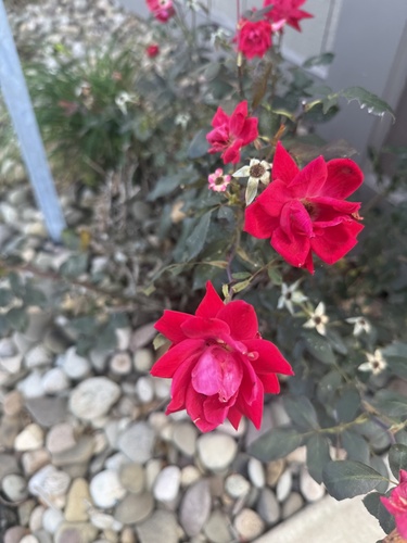 China Rose