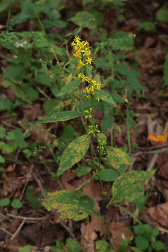broad-leaved goldenrod