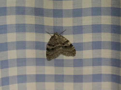 Autumnal Moth