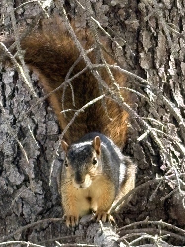 Eastern Fox Squirrel