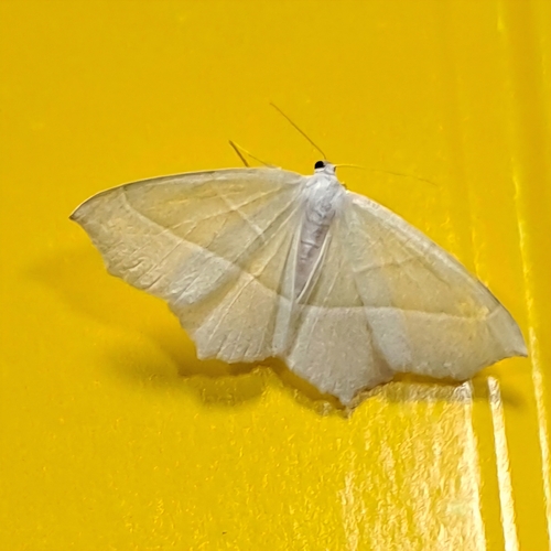 Light Emerald