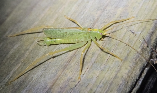 Oak Bush-cricket