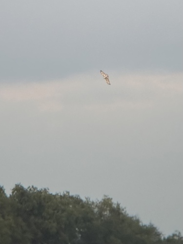 Red-tailed Hawk