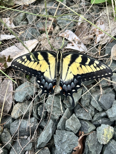 Eastern Tiger Swallowtail
