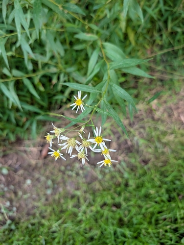 flat-top white aster