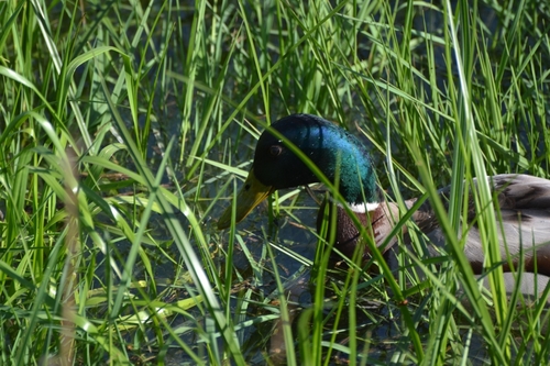 Mallard