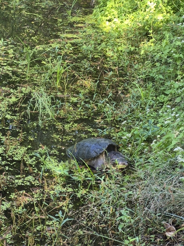 Common Snapping Turtle