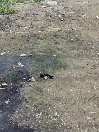 Wood Duck