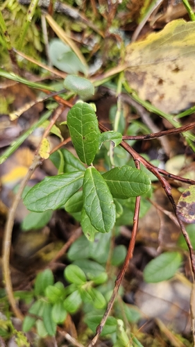 Lingonberry