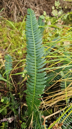 deer fern