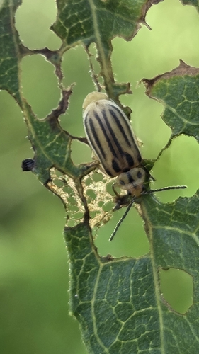 Boneset Leaf Beetle