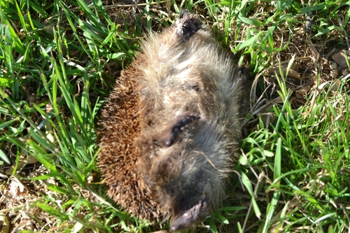 Common Hedgehog