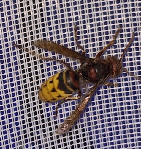 European Hornet
