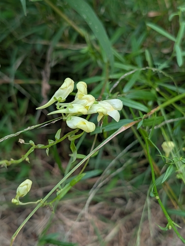 common toadflax