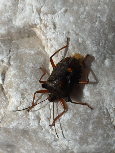 Forest Bug