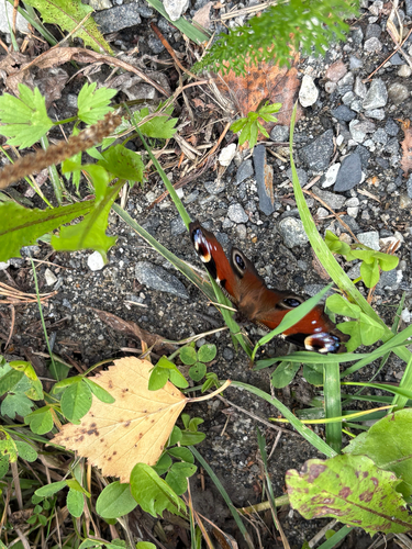 European Peacock Butterfly