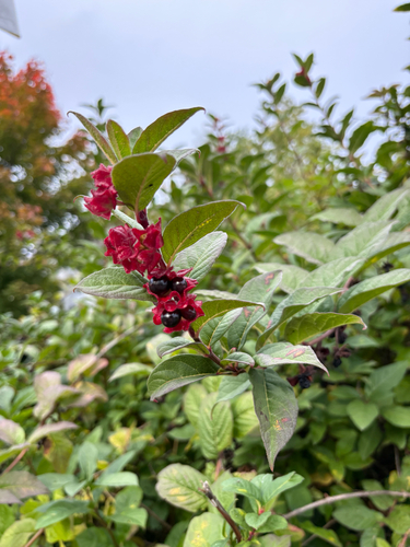 twinberry honeysuckle