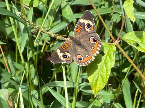 Common Buckeye