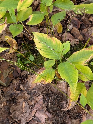 American jumpseed