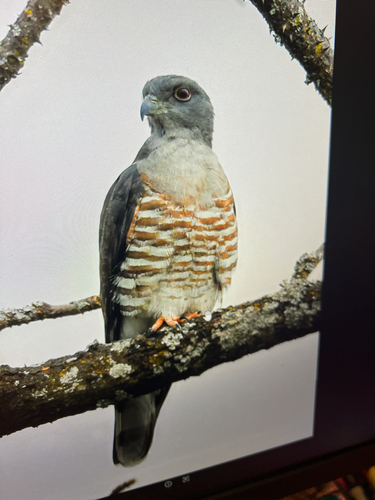 African Cuckoo-Hawk