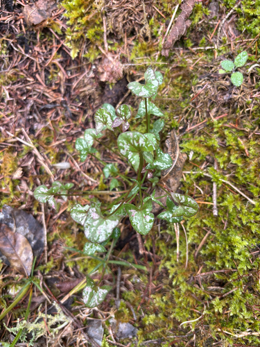 French Sorrel