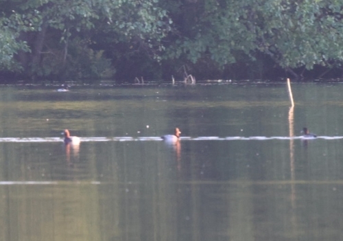 Common Pochard