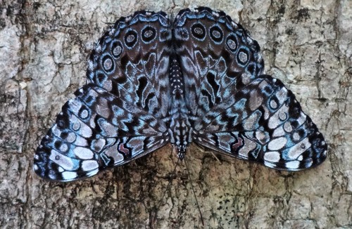 Guatemalan Cracker
