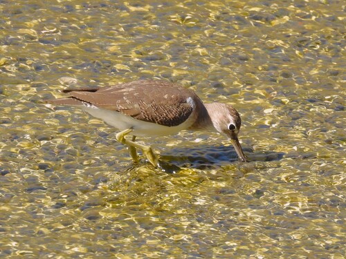 Common Sandpiper