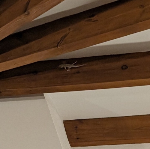 Moorish Gecko